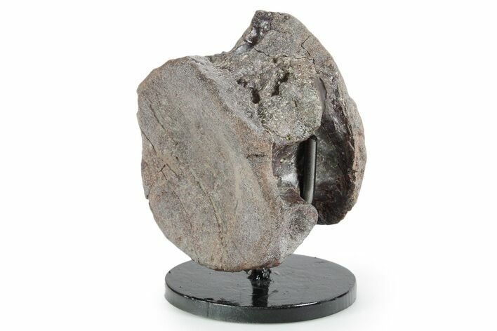 Fossil Phytosaur Vertebra with Stand - Arizona #353414
